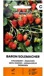 Strawberry Alpine Baron Von Solemacher Seeds